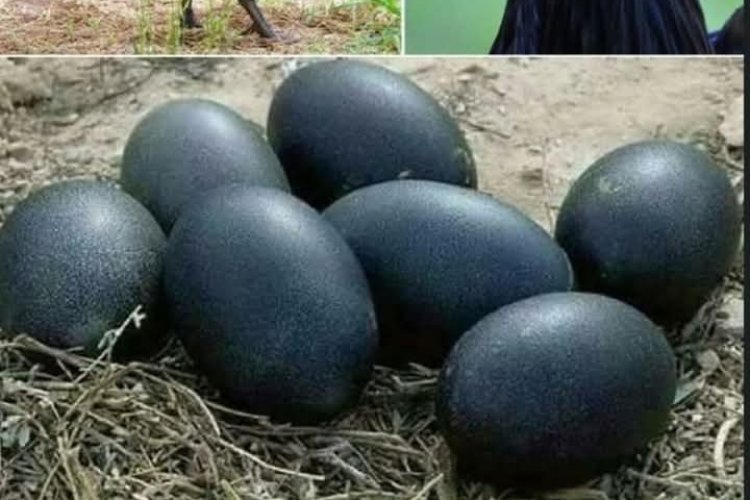 Ayam Cêmani Mas Mame: Kebanggaan Cilacap yang Tak Pernah Pudar